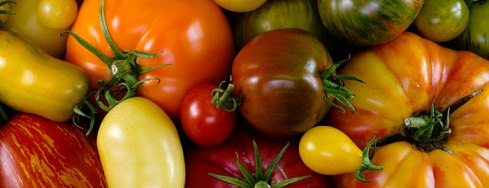 tomato-varieties-header
